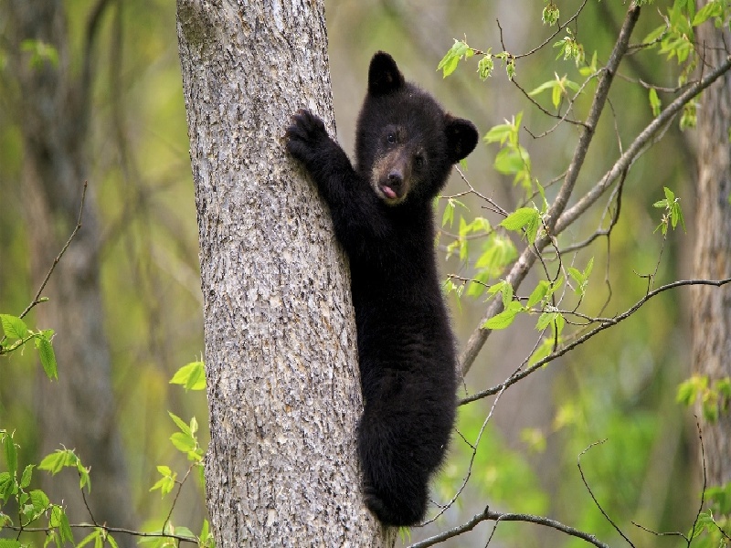 西北妇幼试管宝贝试管移植胸闷腹胀大医院试管婴儿费用多少