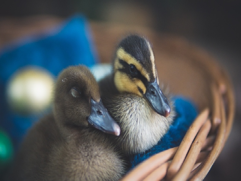 试管促排打hmg上海乐仁东生费用试管失败检查需要
